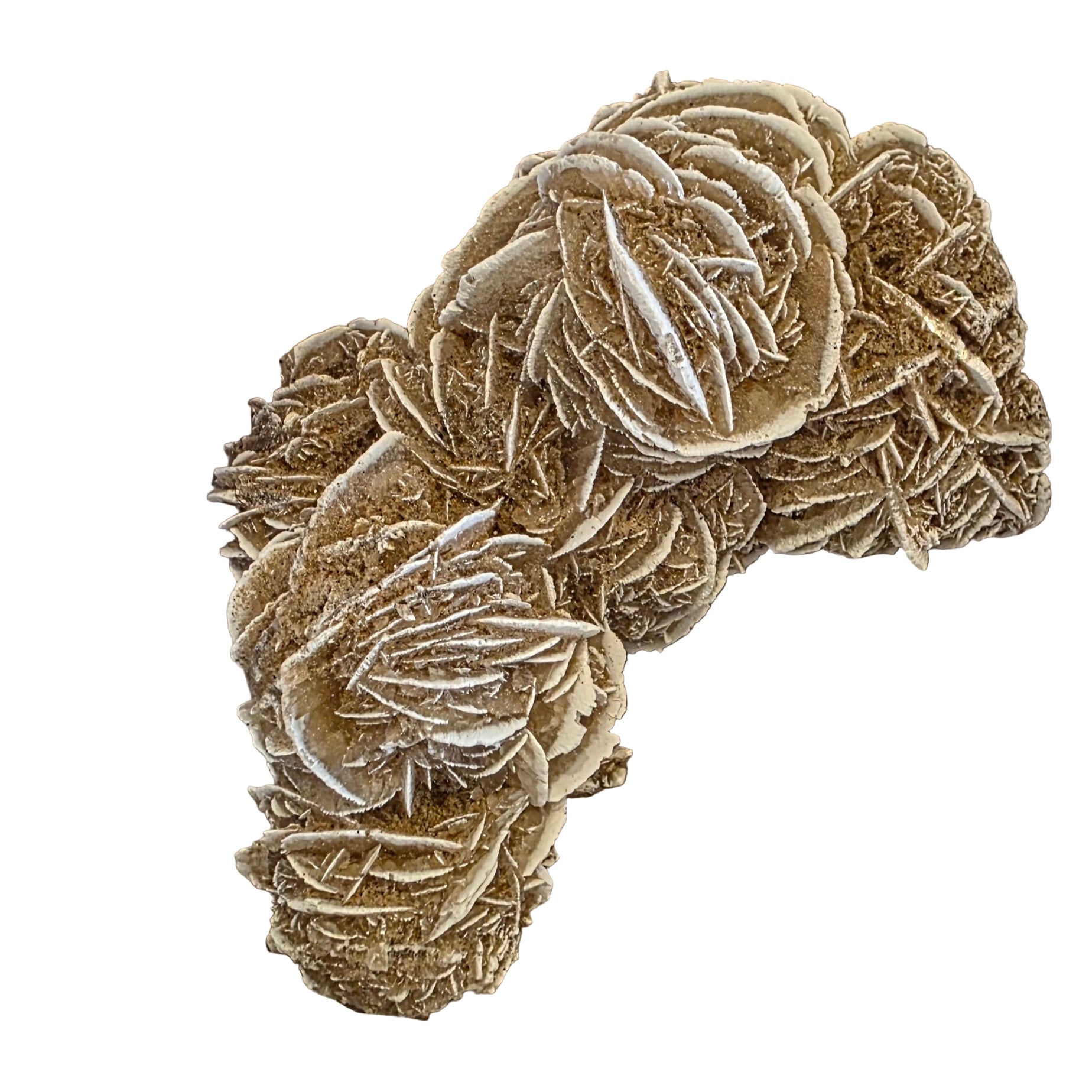 Sand Rose Medium Large