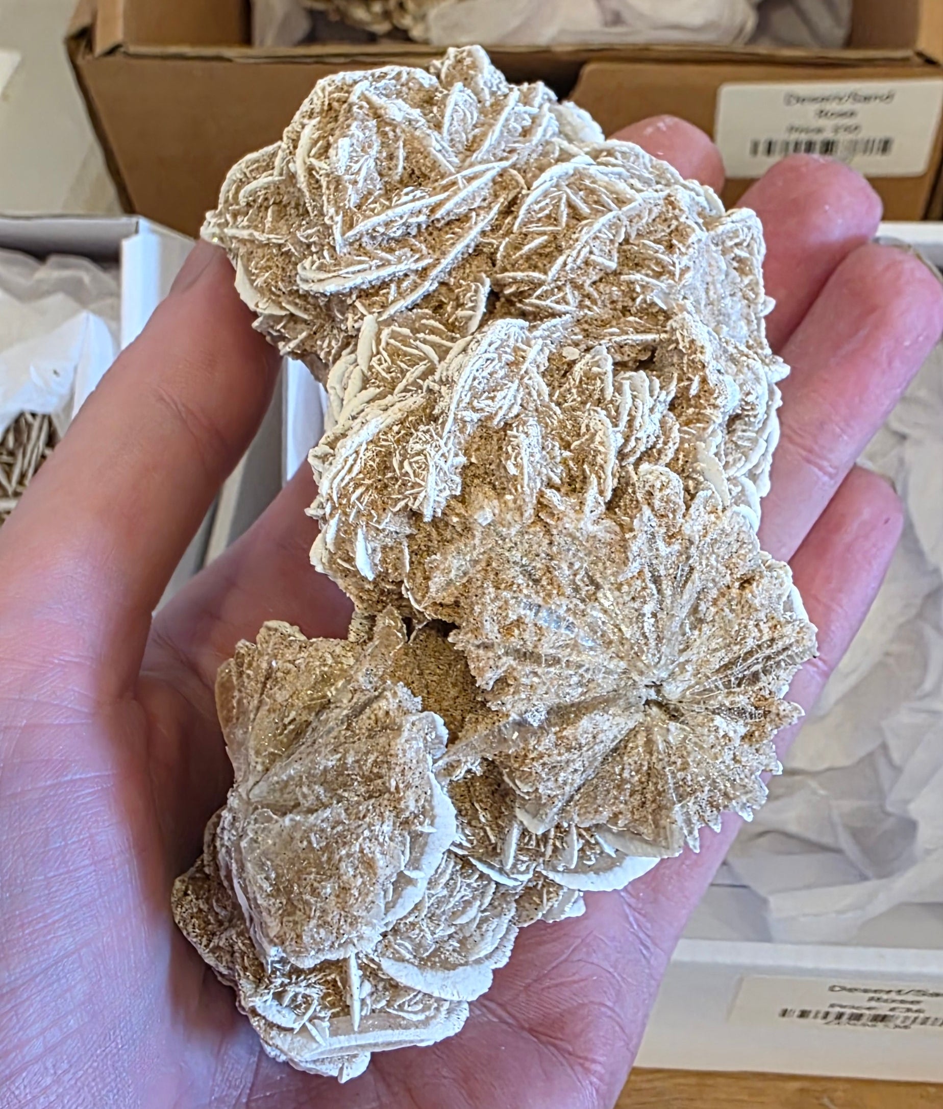 Sand Rose Medium Large