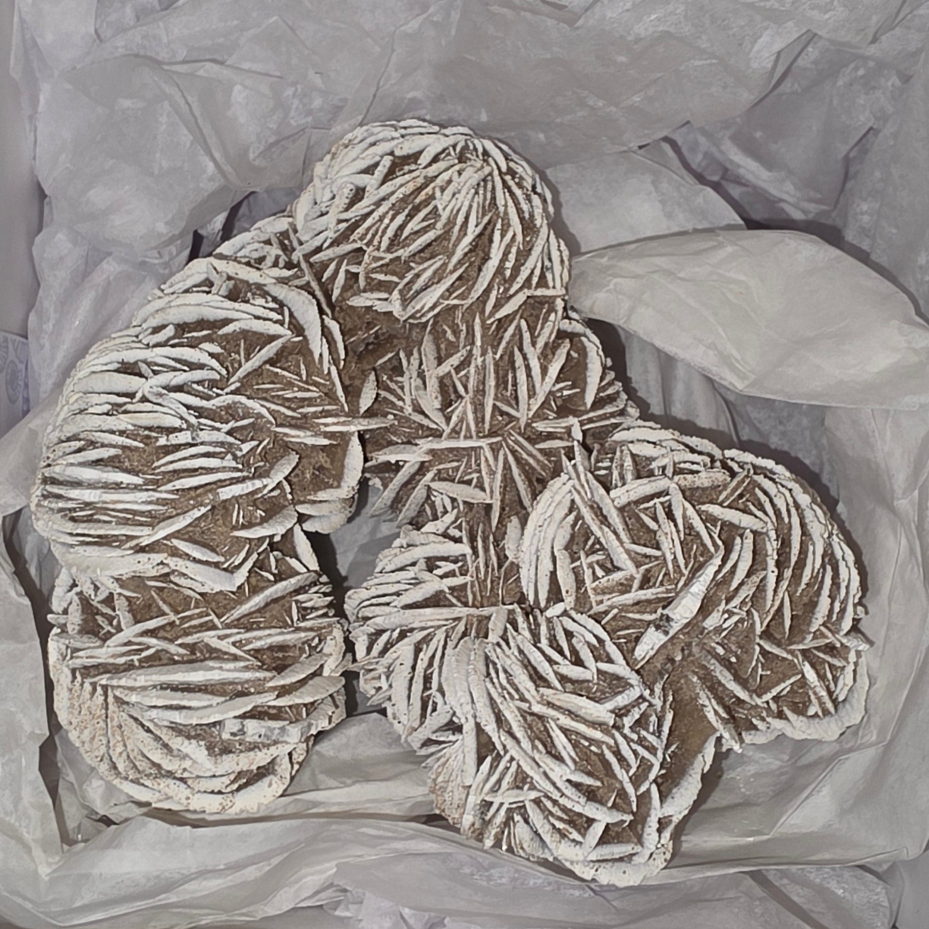 Sand Rose Medium Large