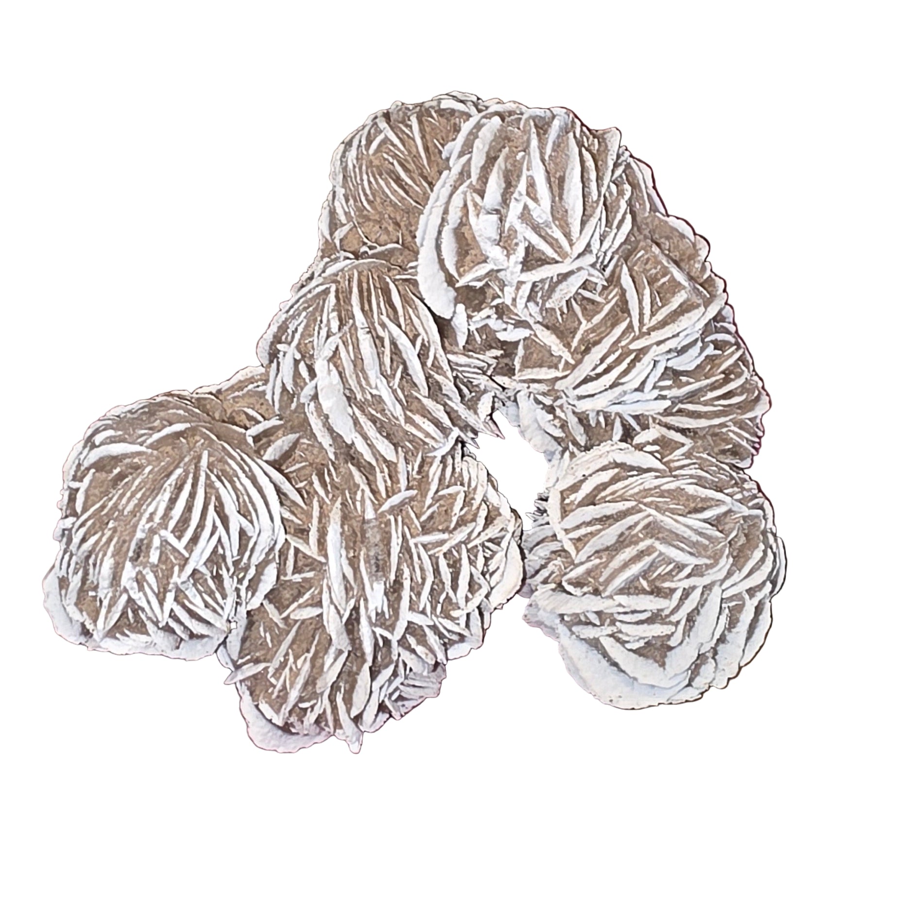 Sand Rose Medium Large