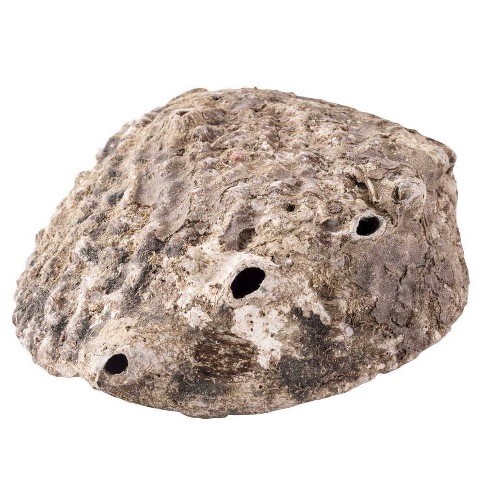 Abalone Shell - Large