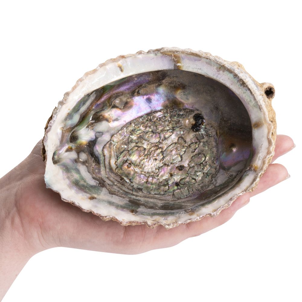 Abalone Shell - Large