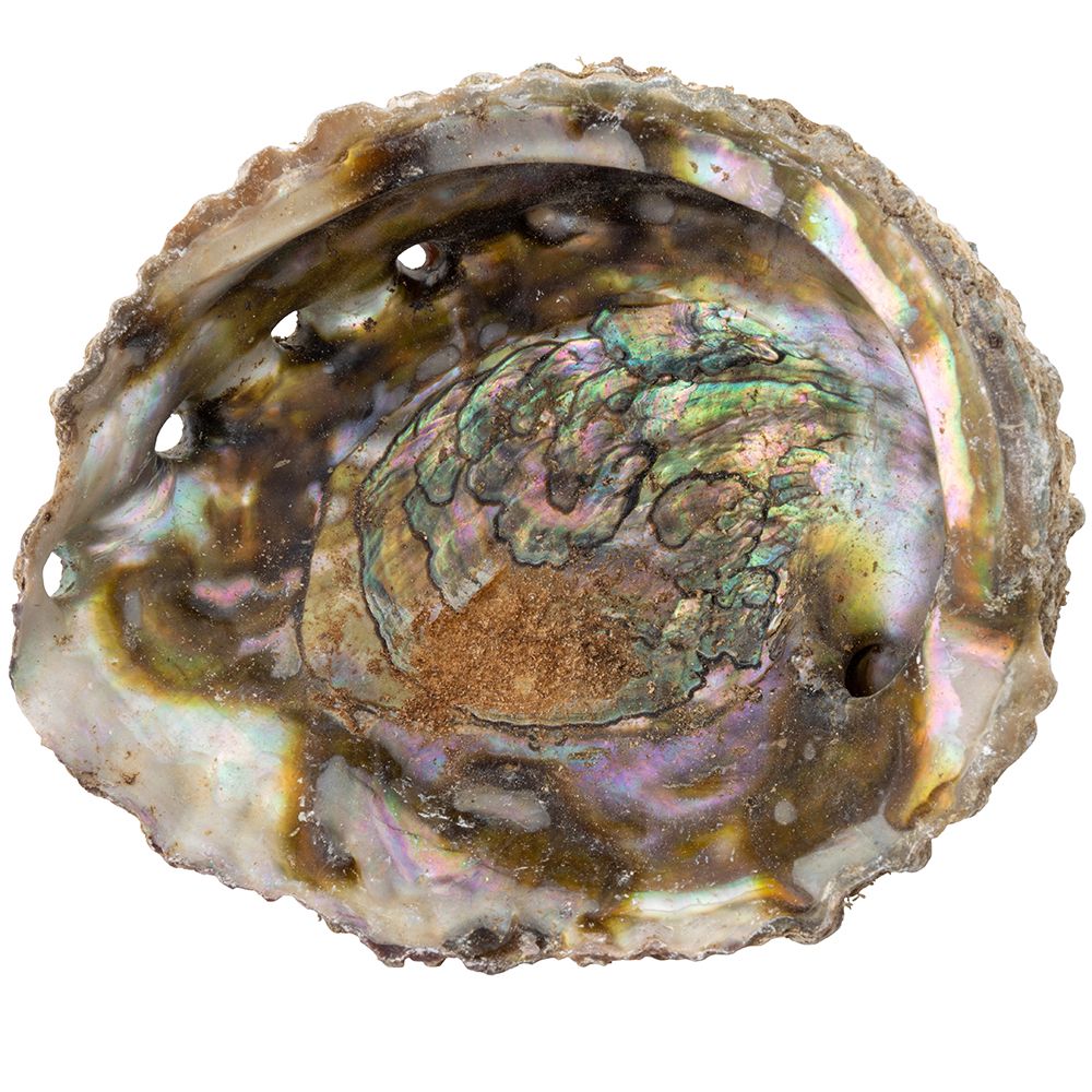 Abalone Shell - Large