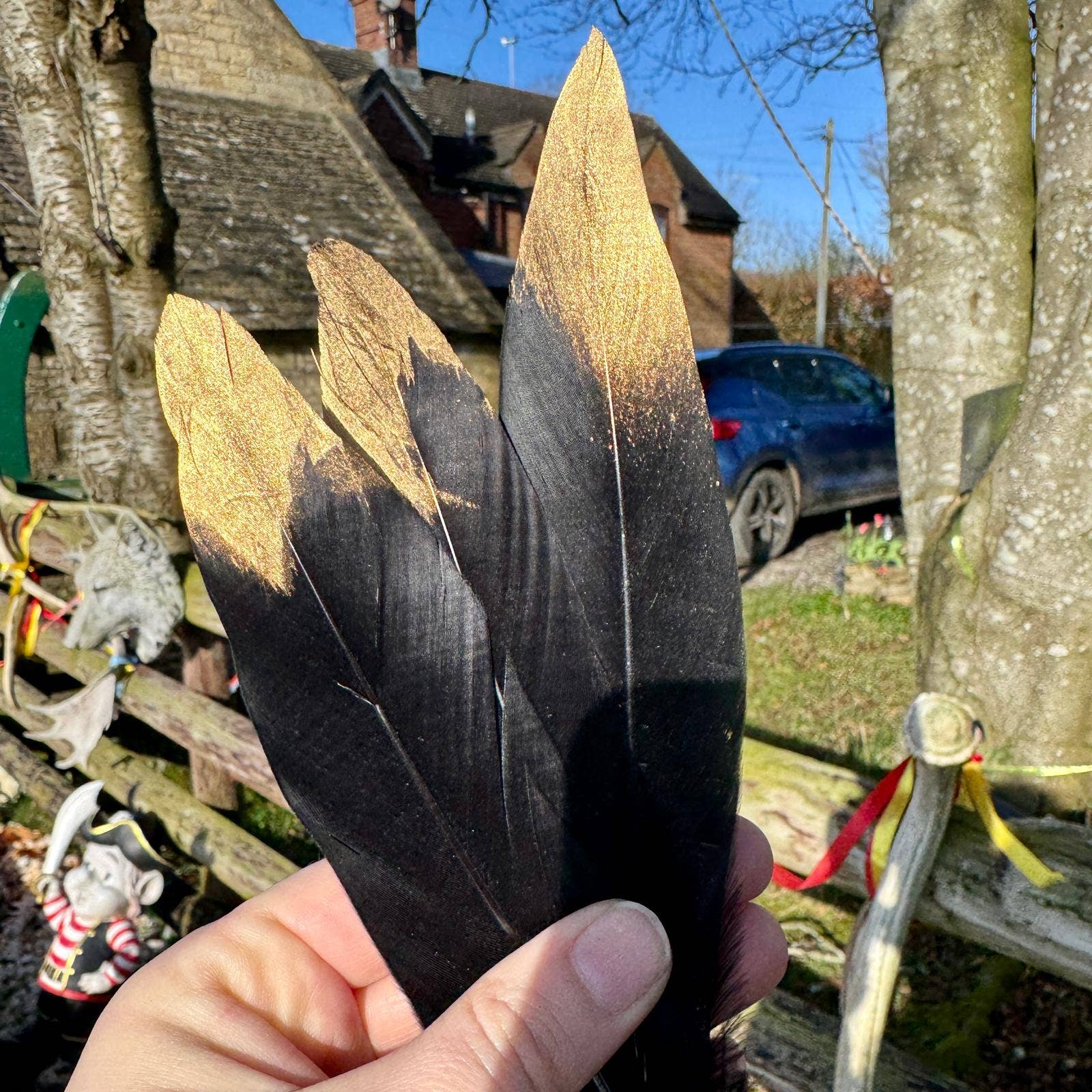 Black feather with Gold Dipped Tip