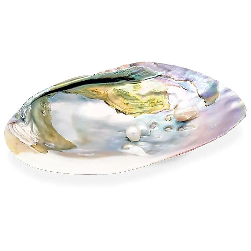 Mother of Pearl Abalone Shell