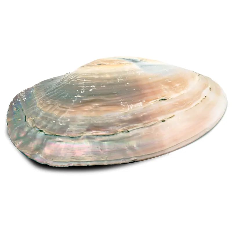 Mother of Pearl Abalone Shell