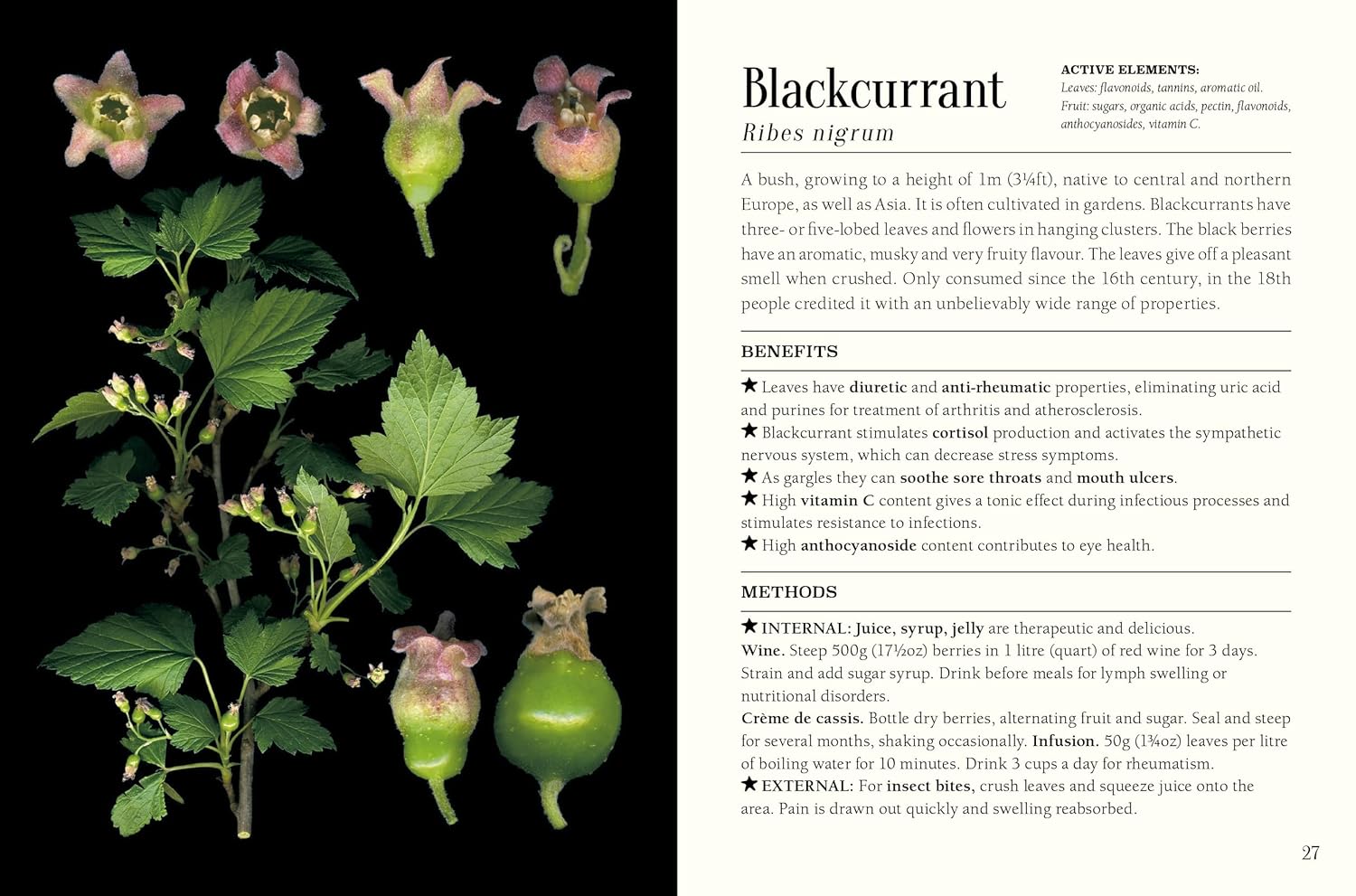 Pocket Book Of Plants That Heal