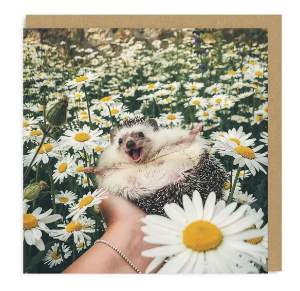 Hedgehog Greeting Card