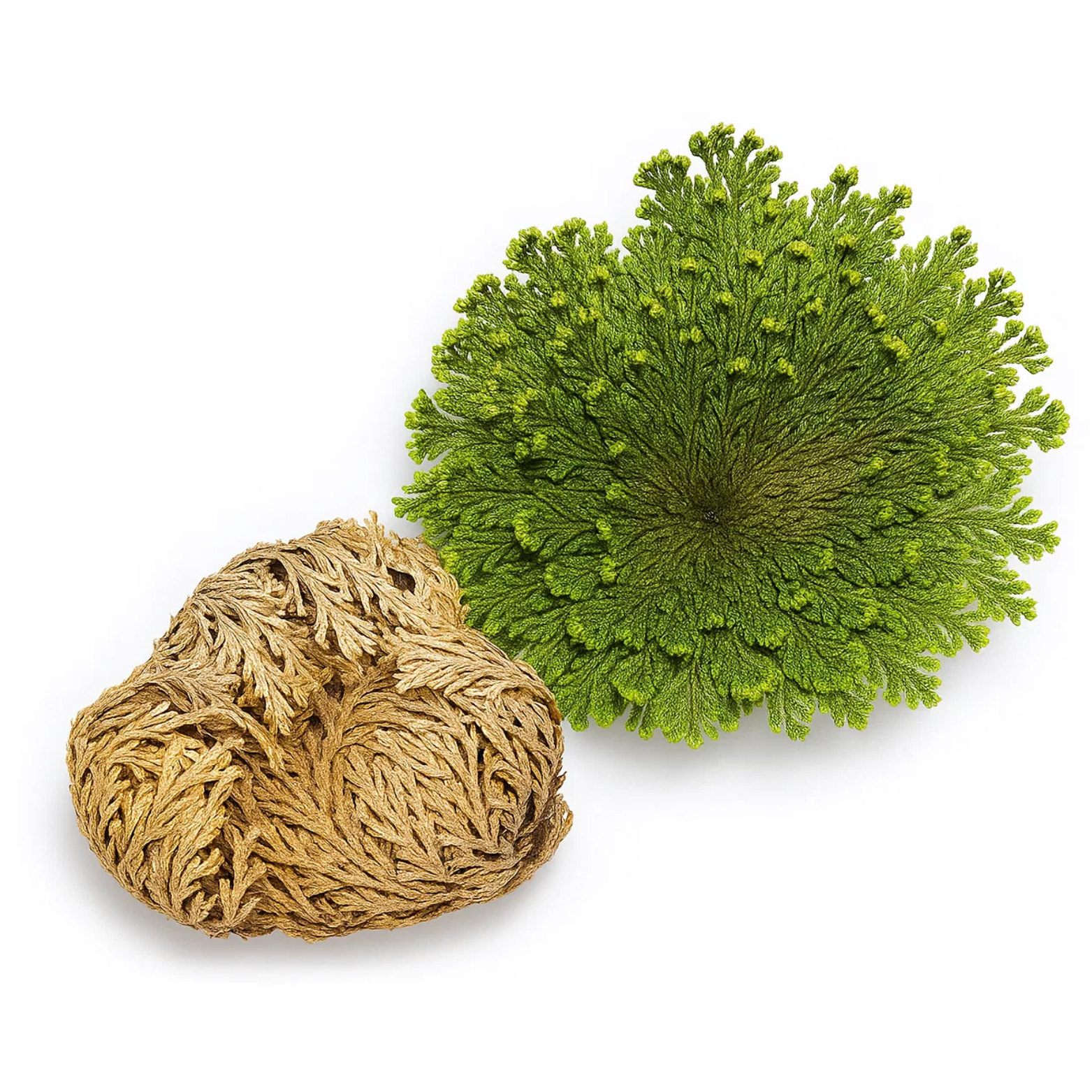 Rose of Jericho Plant (Resurrection Rose)