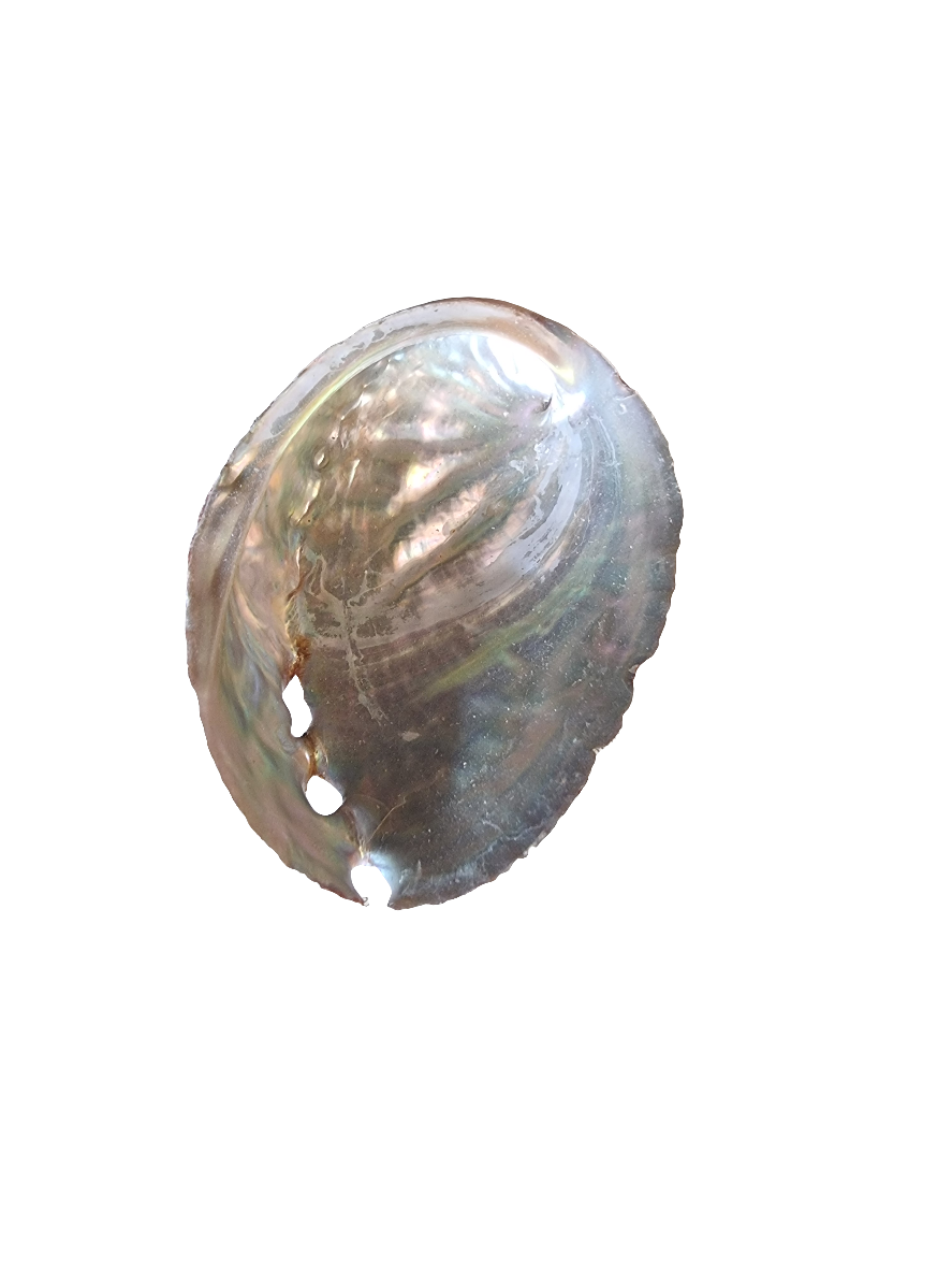 Abalone Shell