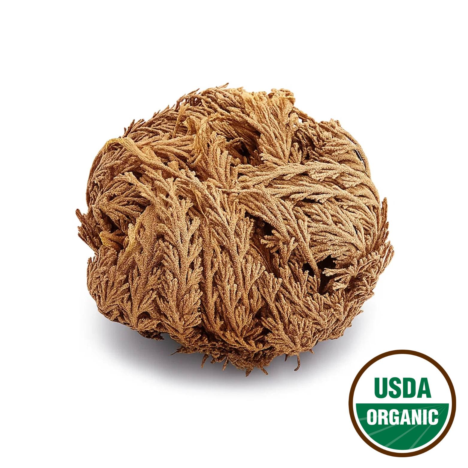 Rose of Jericho Plant (Resurrection Rose)