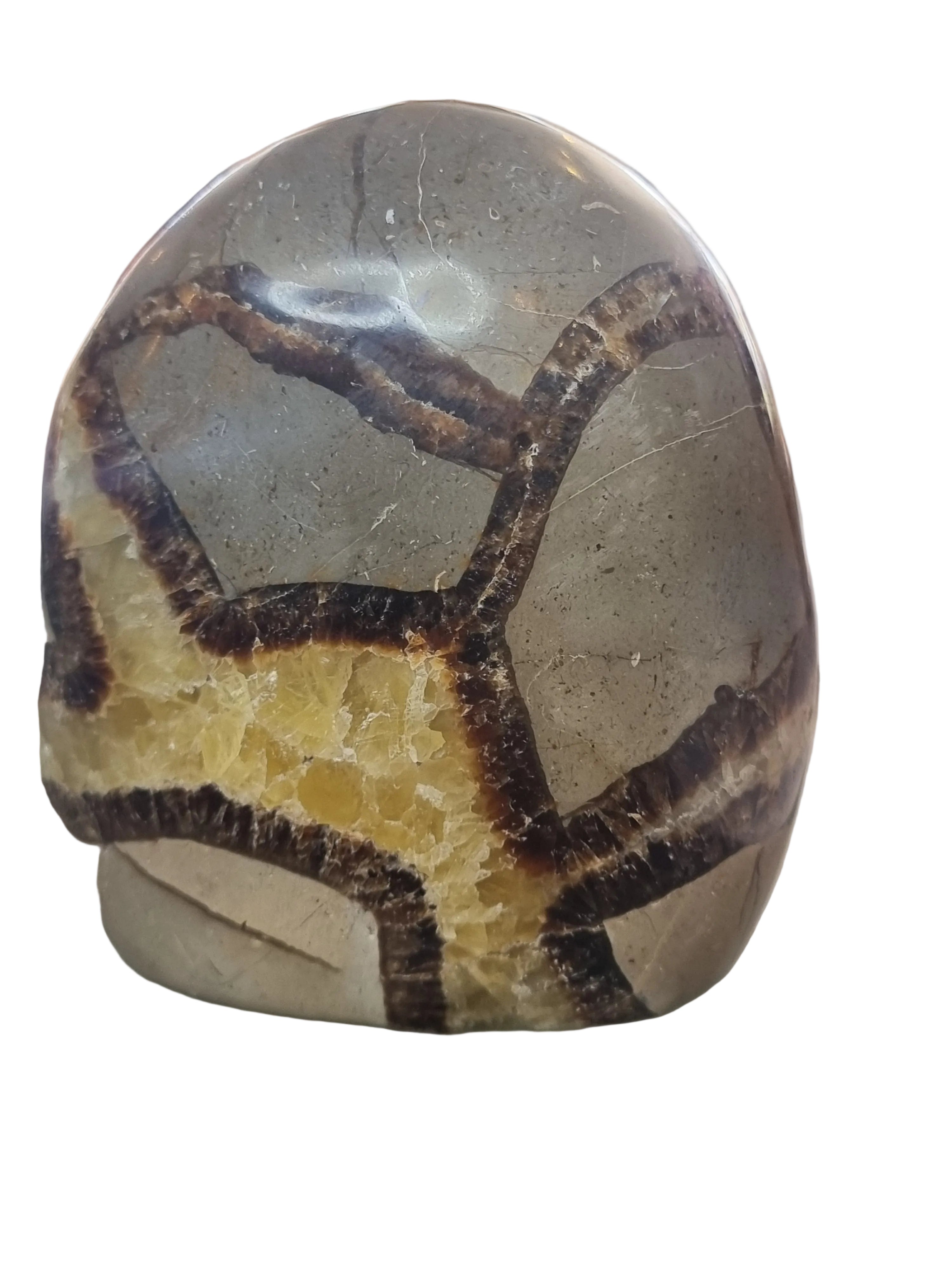 Septarian Freeform