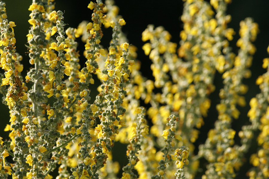 Healing & Magical Uses of Mullein
