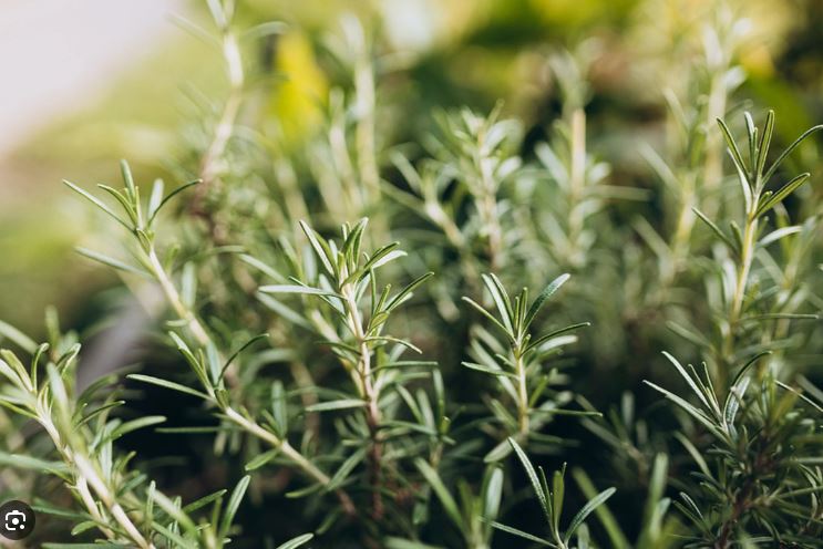 Healing & Magical Uses of Rosemary