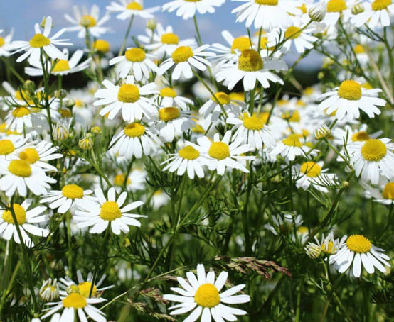 Healing & Magical Uses of Chamomile