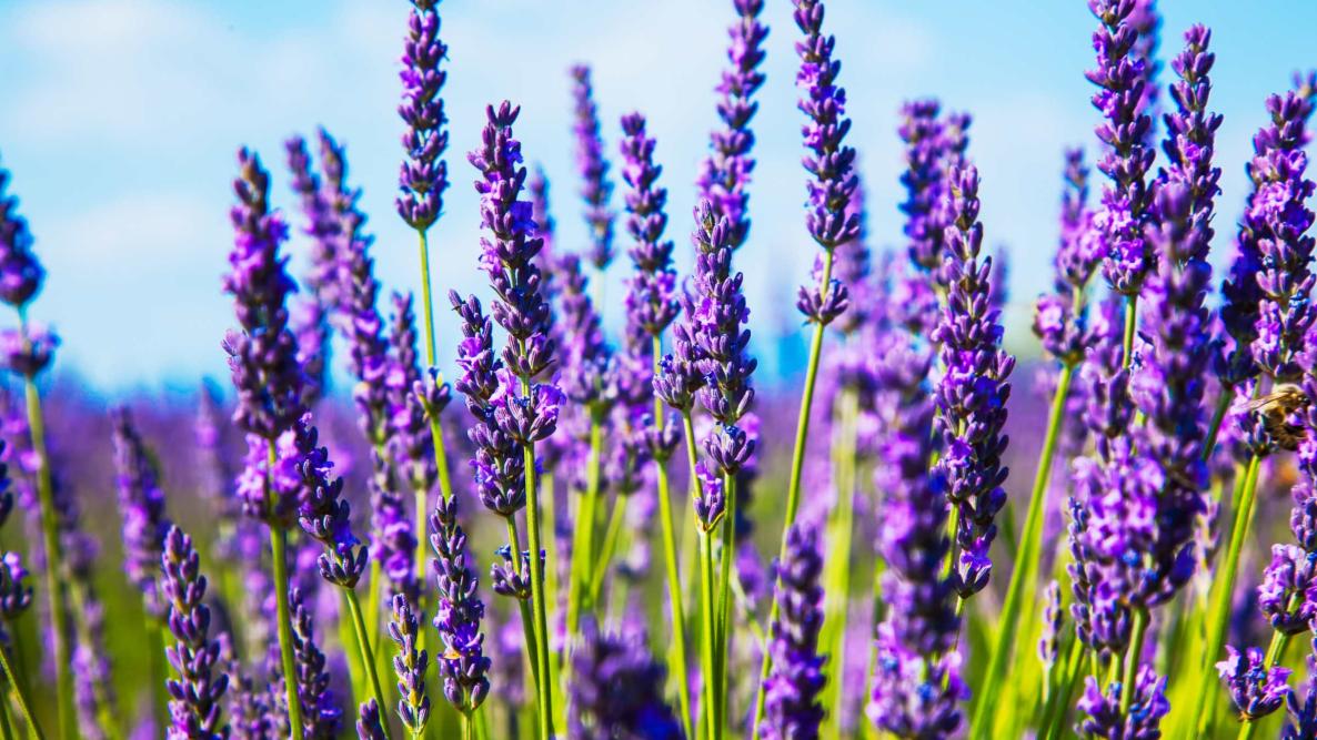 Healing & Magical Uses for Lavender