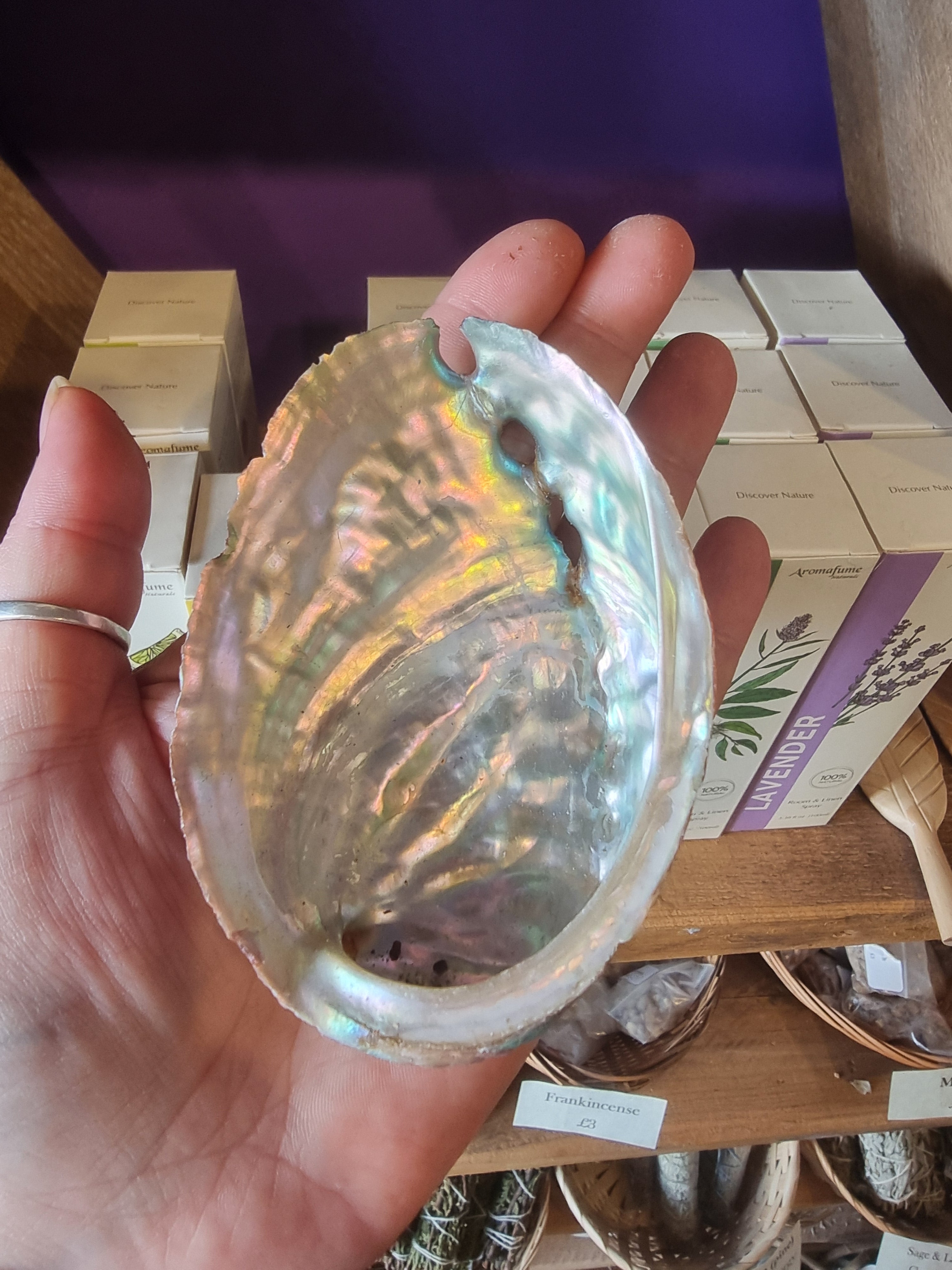 Abalone Shell