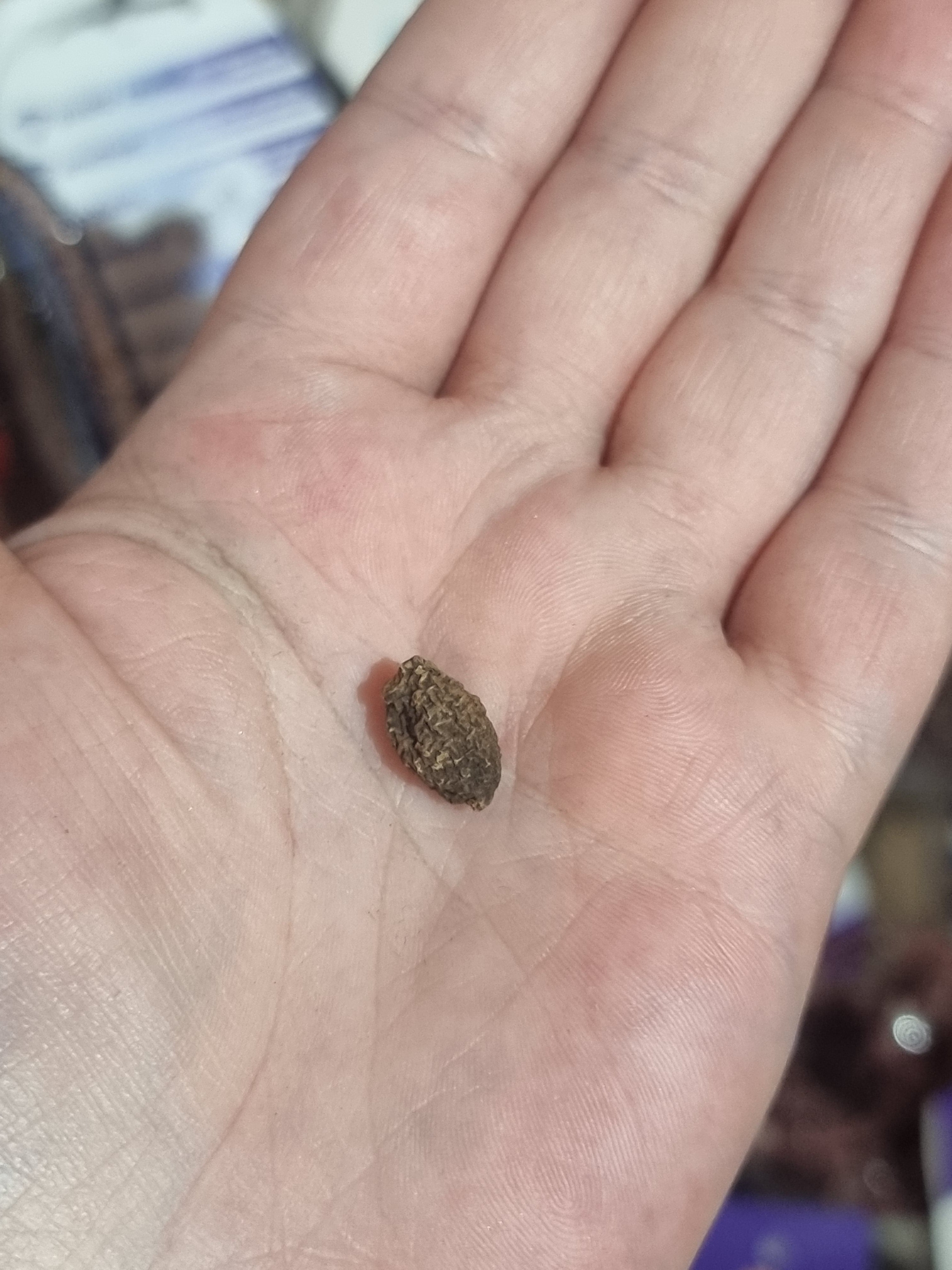 John The Conqueror Root