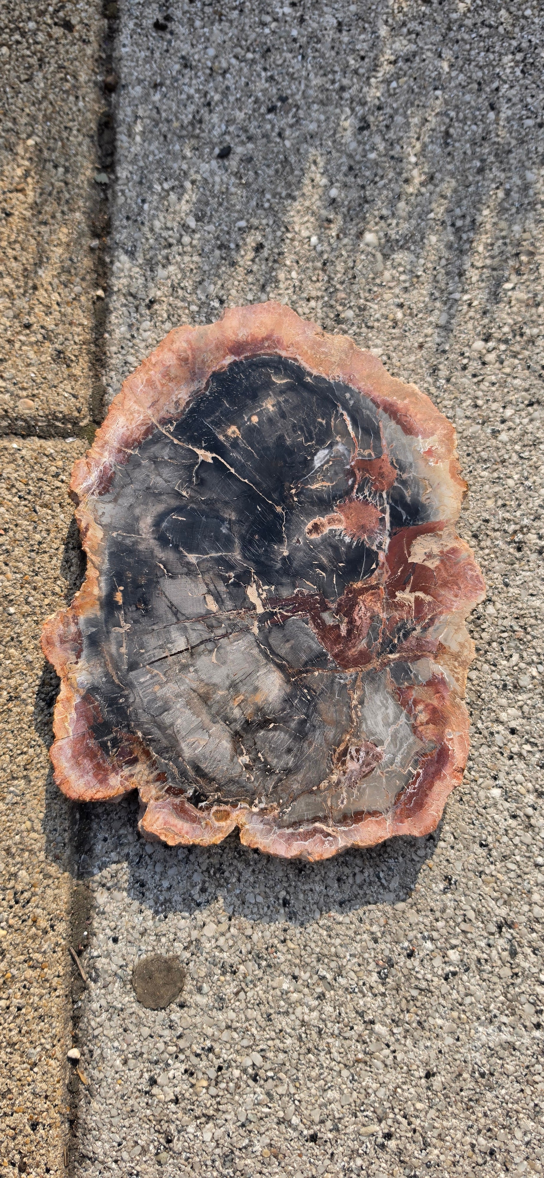 Petrified Wood Slices