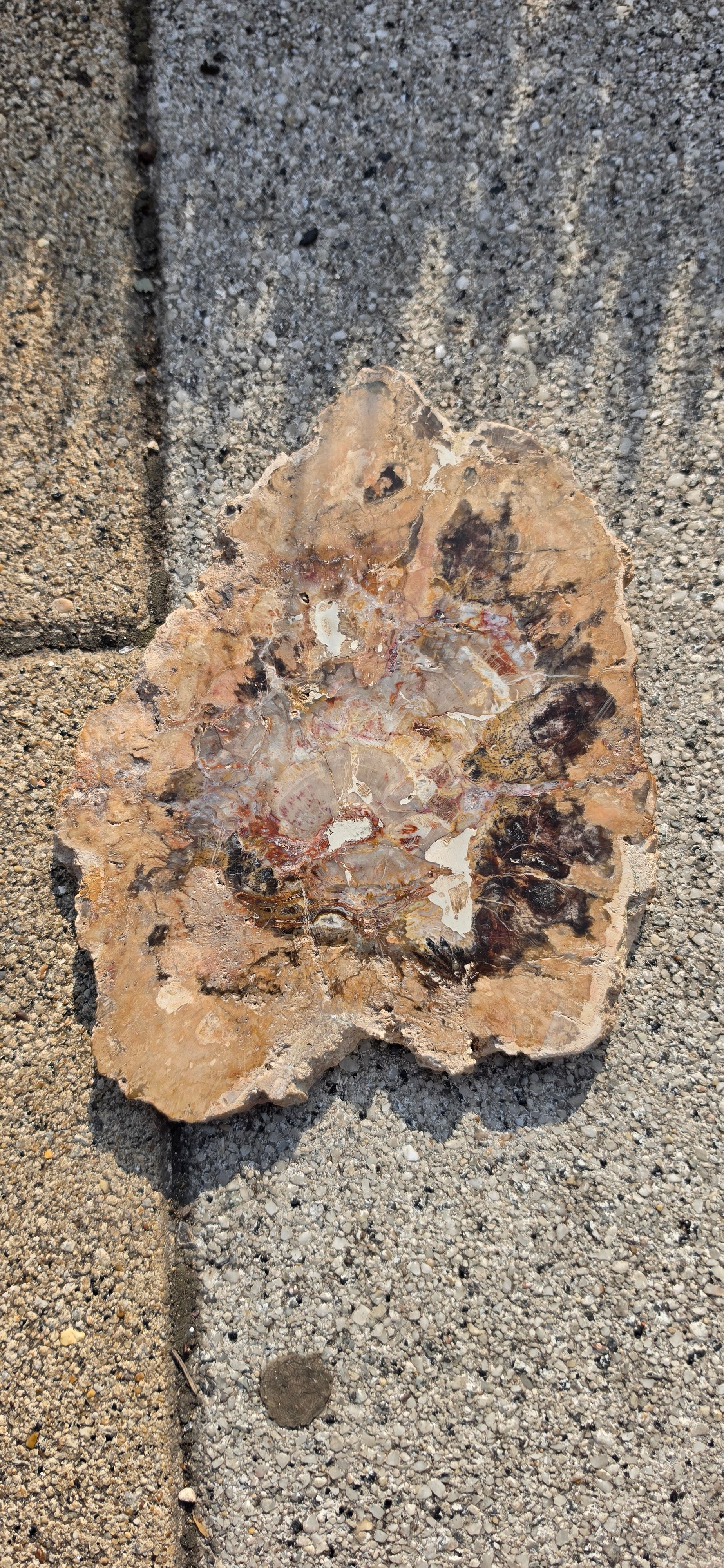 Petrified Wood Slices
