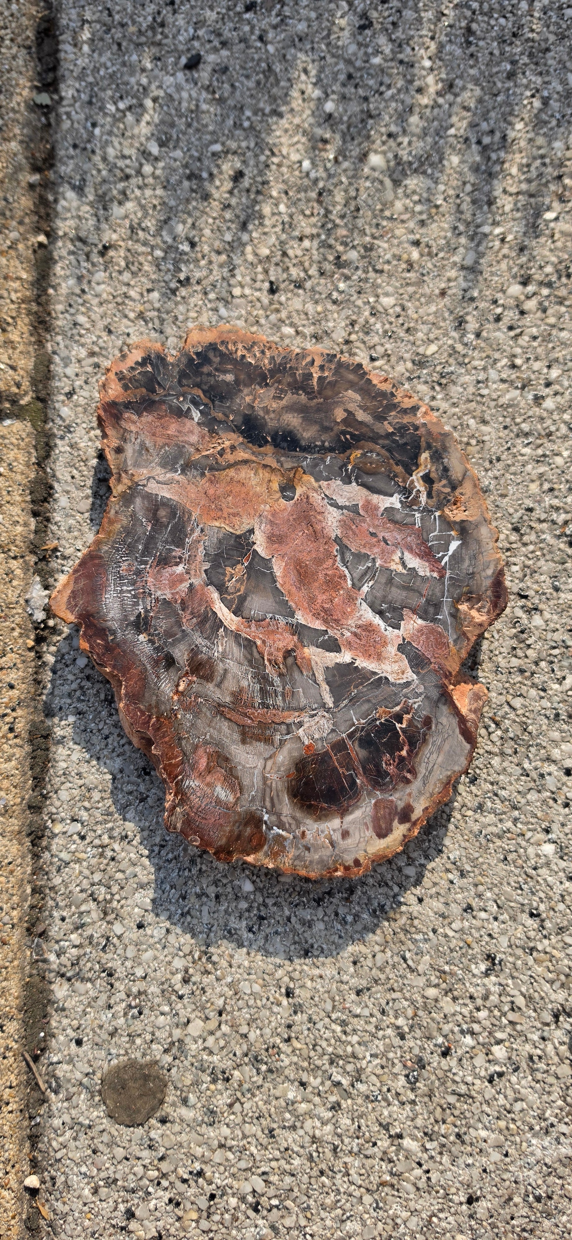 Petrified Wood Slices