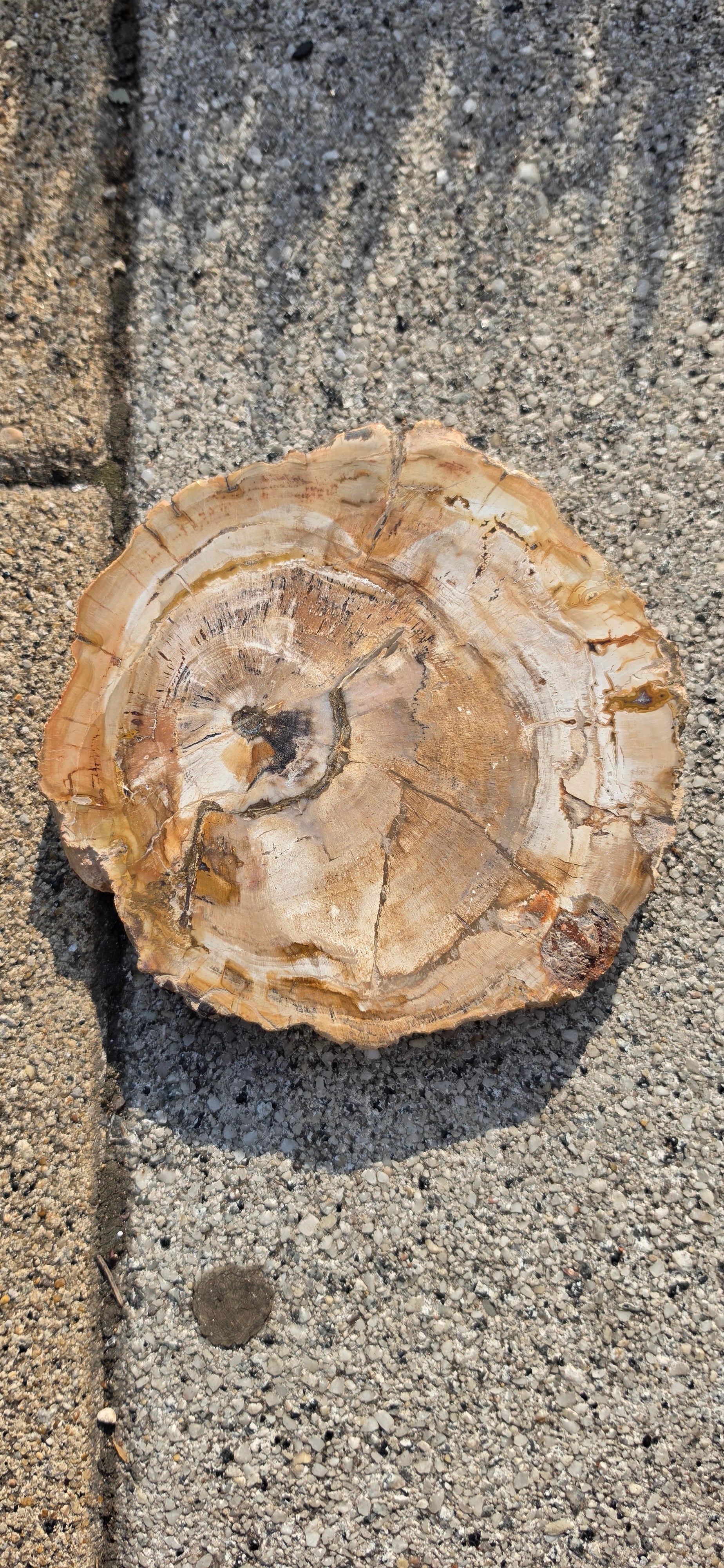 Petrified Wood Slices