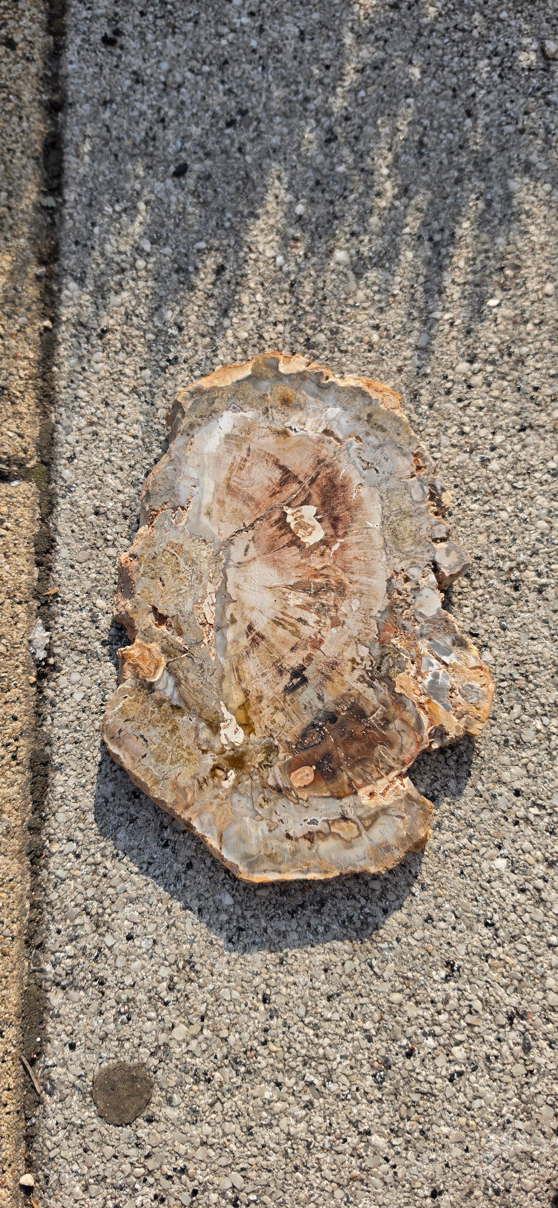 Petrified Wood Slices