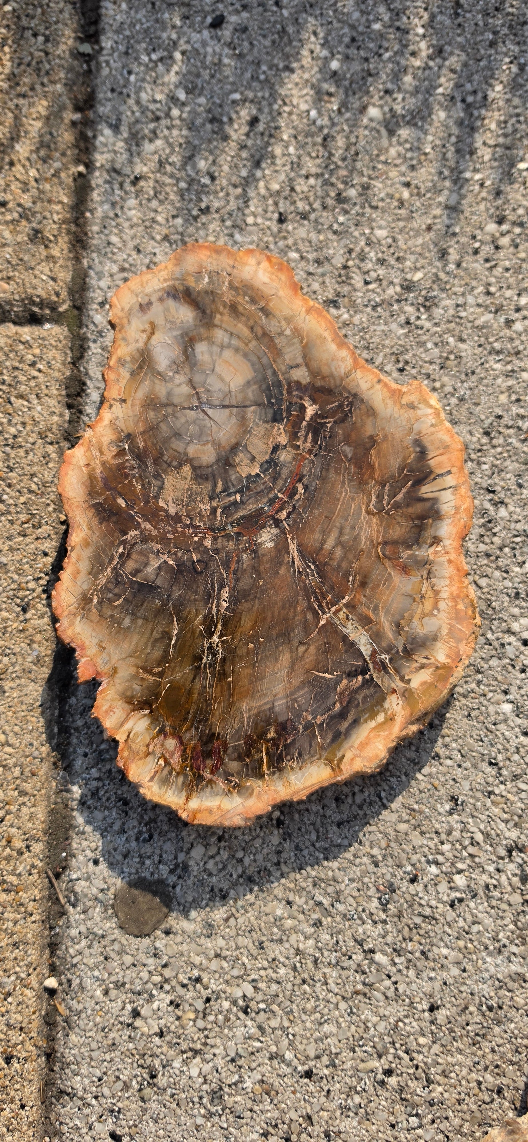 Petrified Wood Slices