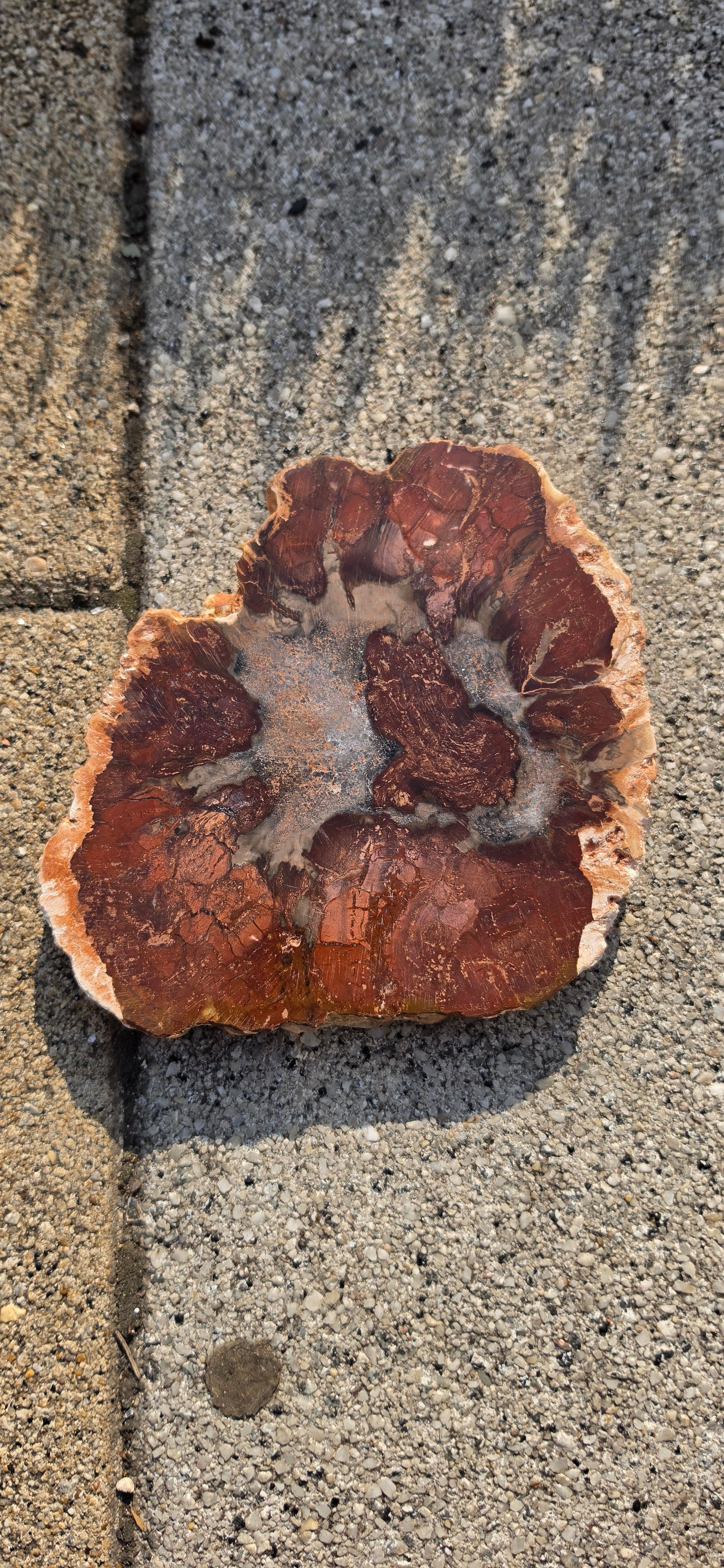 Petrified Wood Slices