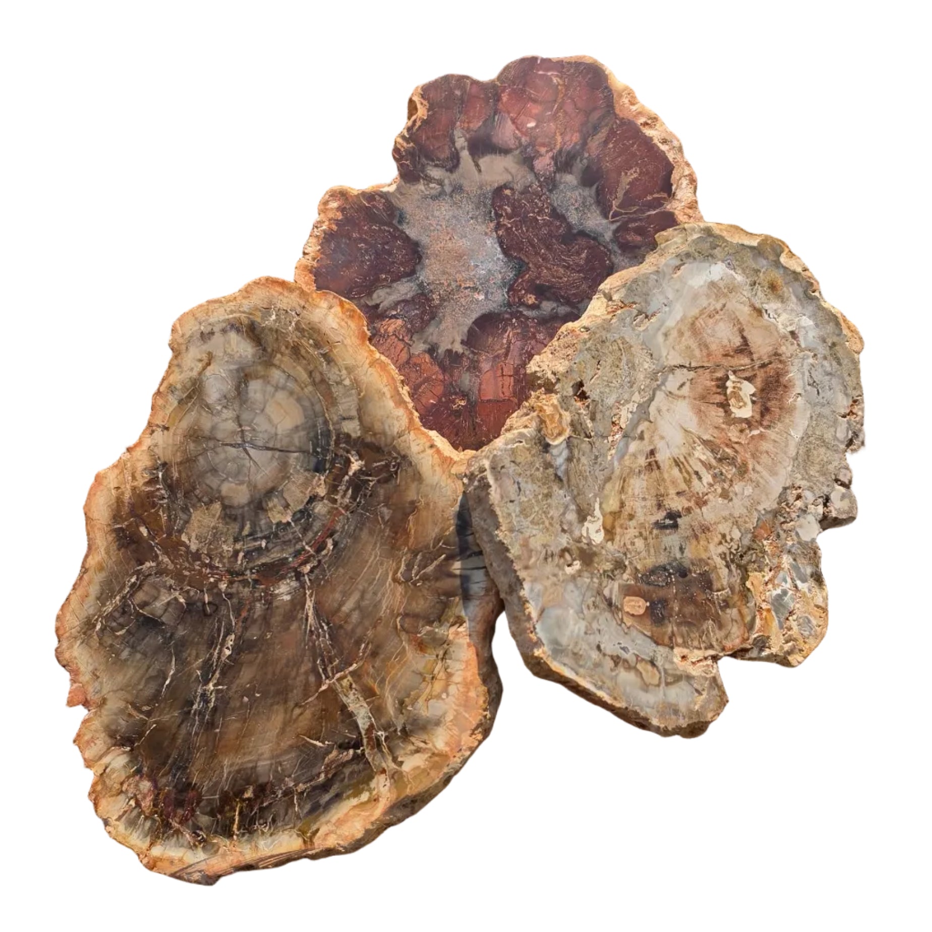 Petrified Wood Slices