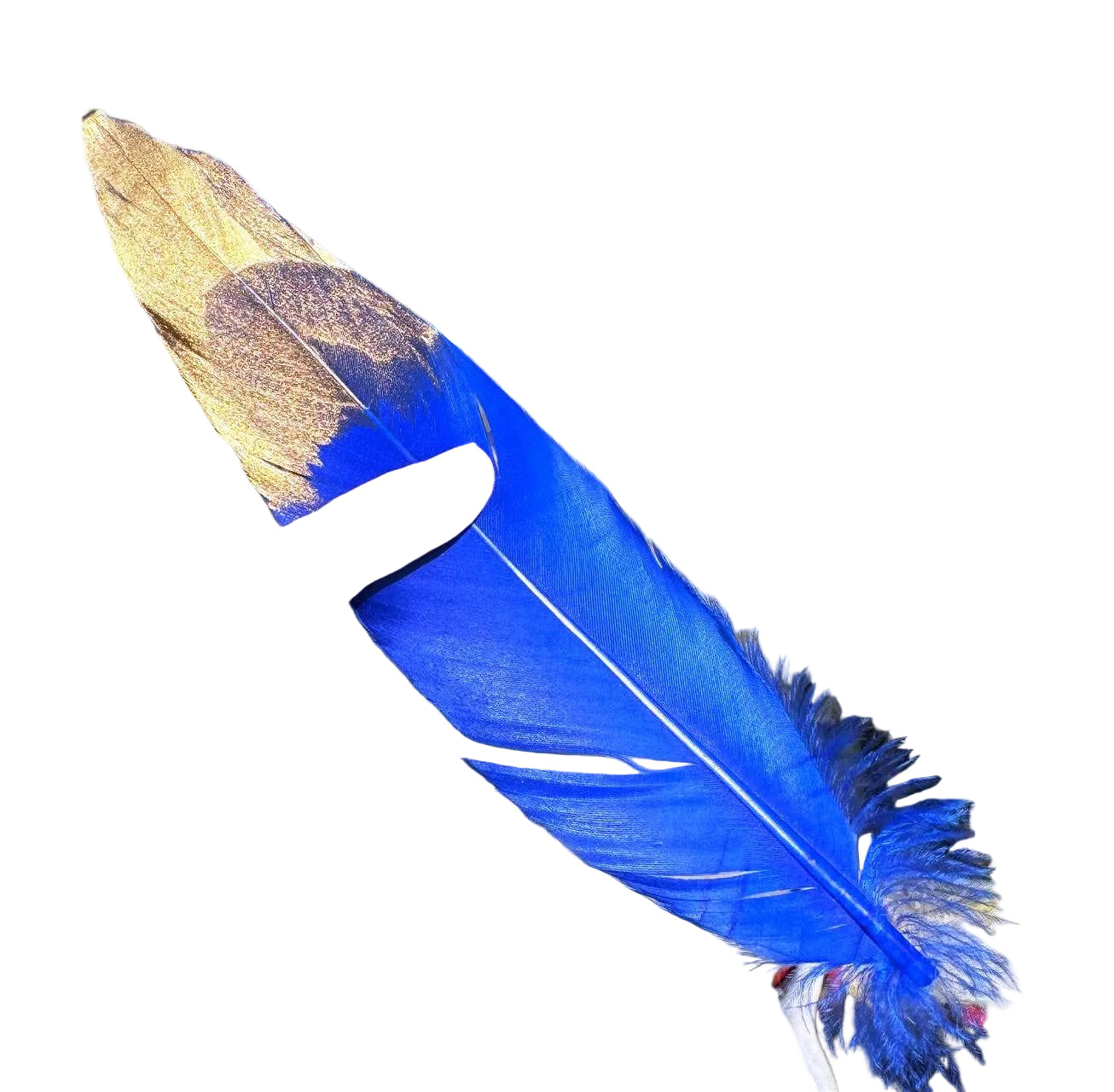 Blue, Gold Dipped Feather