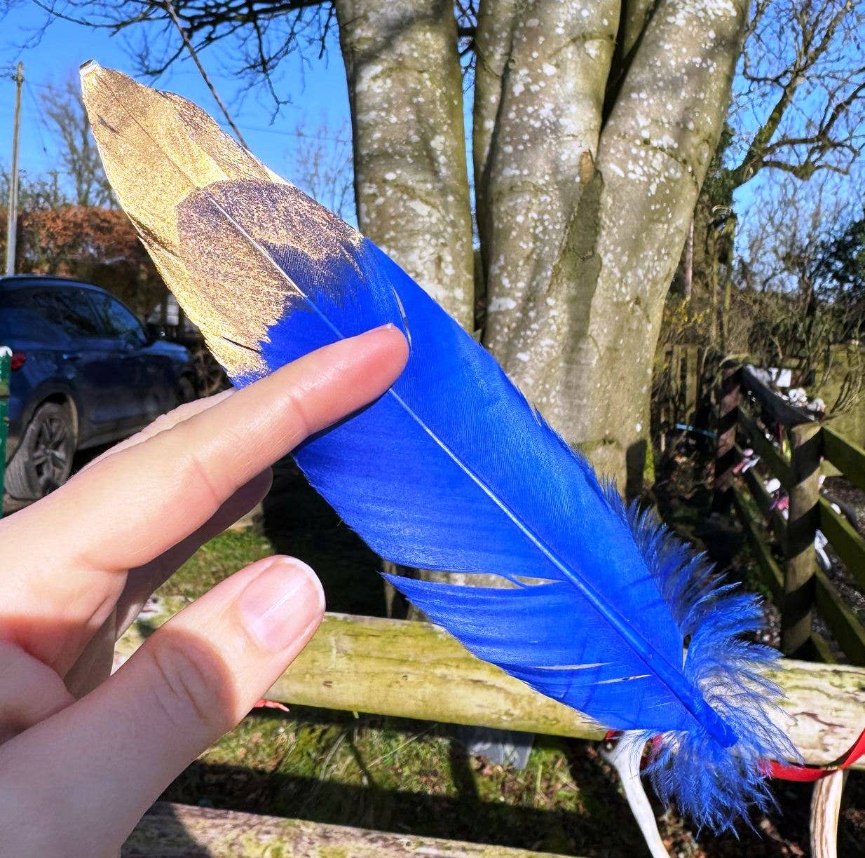 Blue, Gold Dipped Feather
