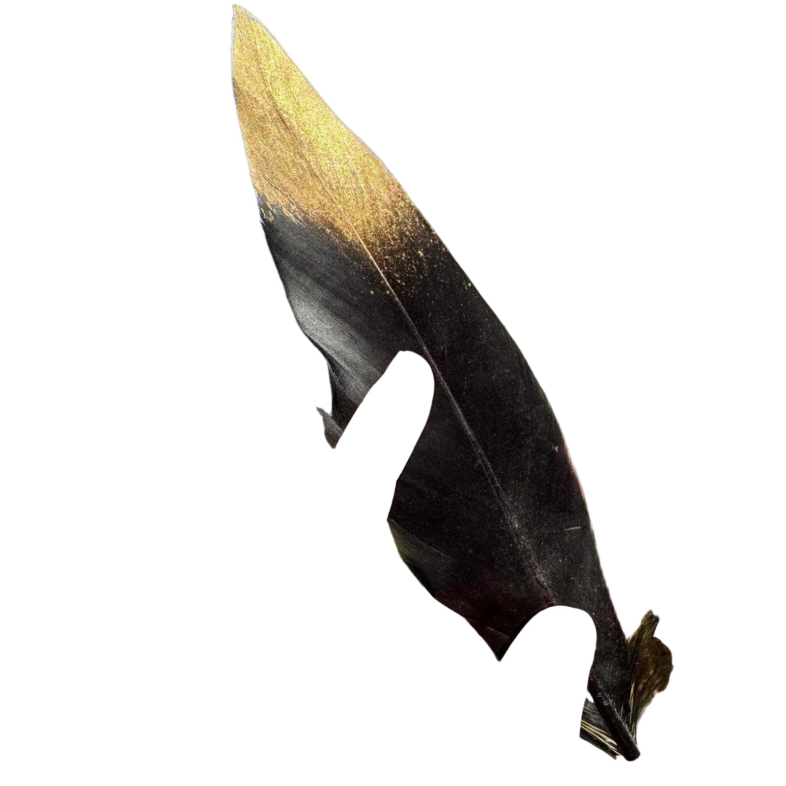 Black feather with Gold Dipped Tip