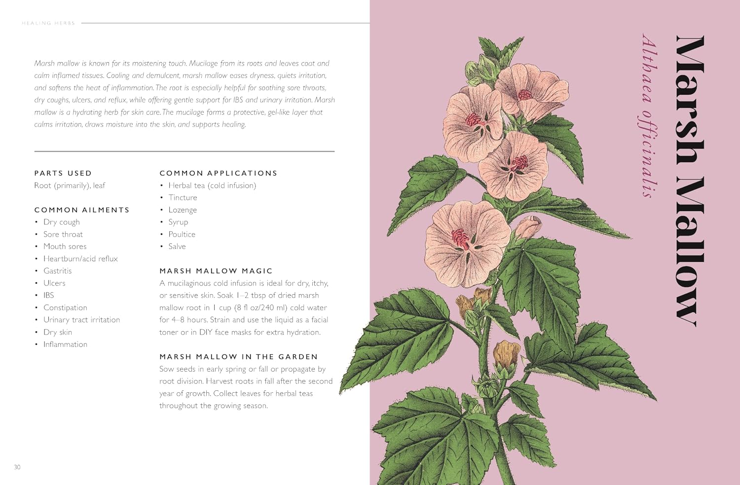 The Plant Pharmacy