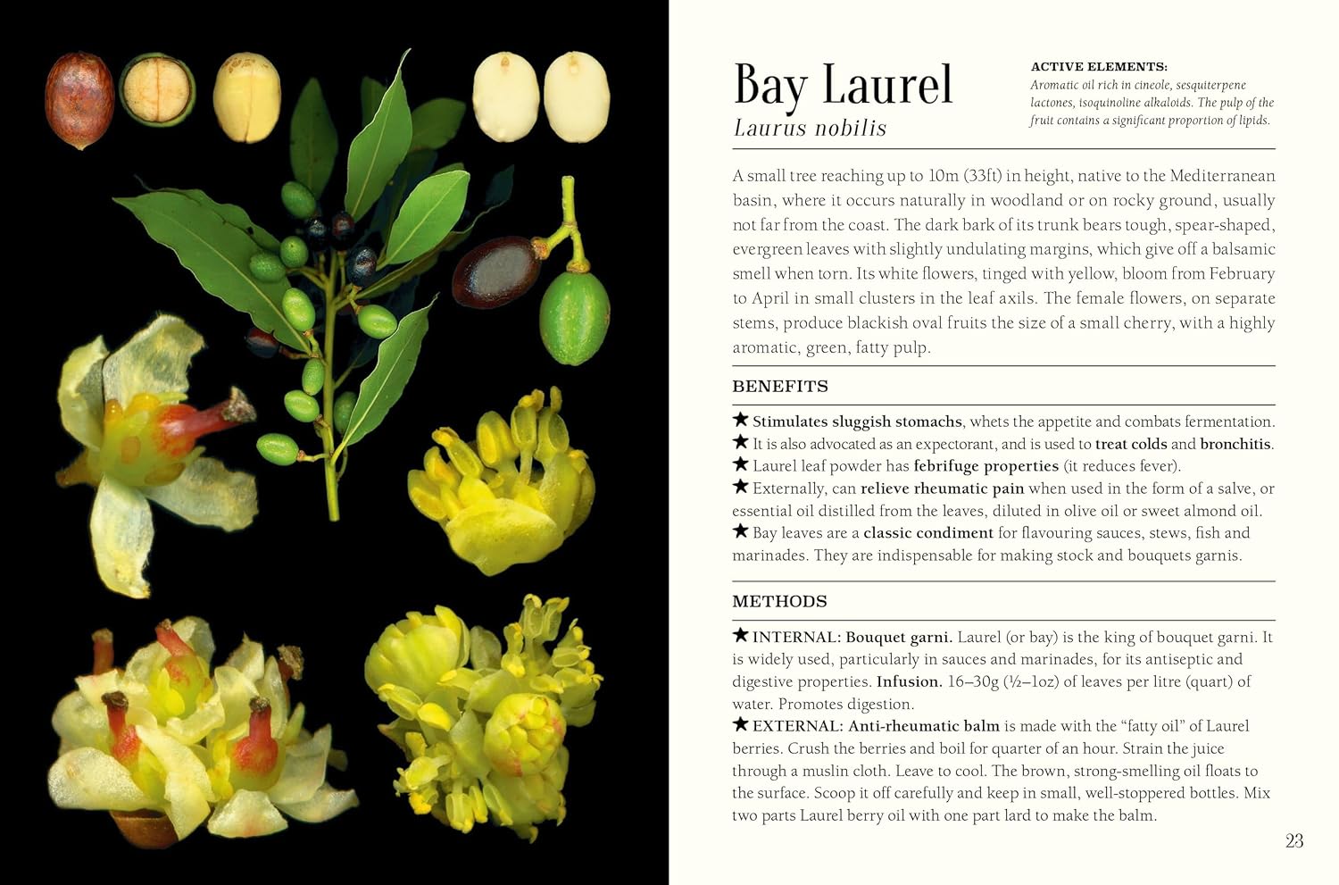 Pocket Book Of Plants That Heal