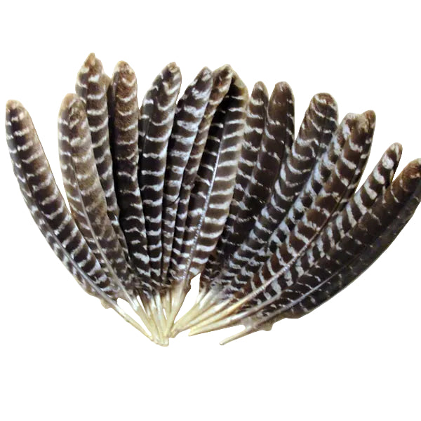 Turkey Tail Feathers