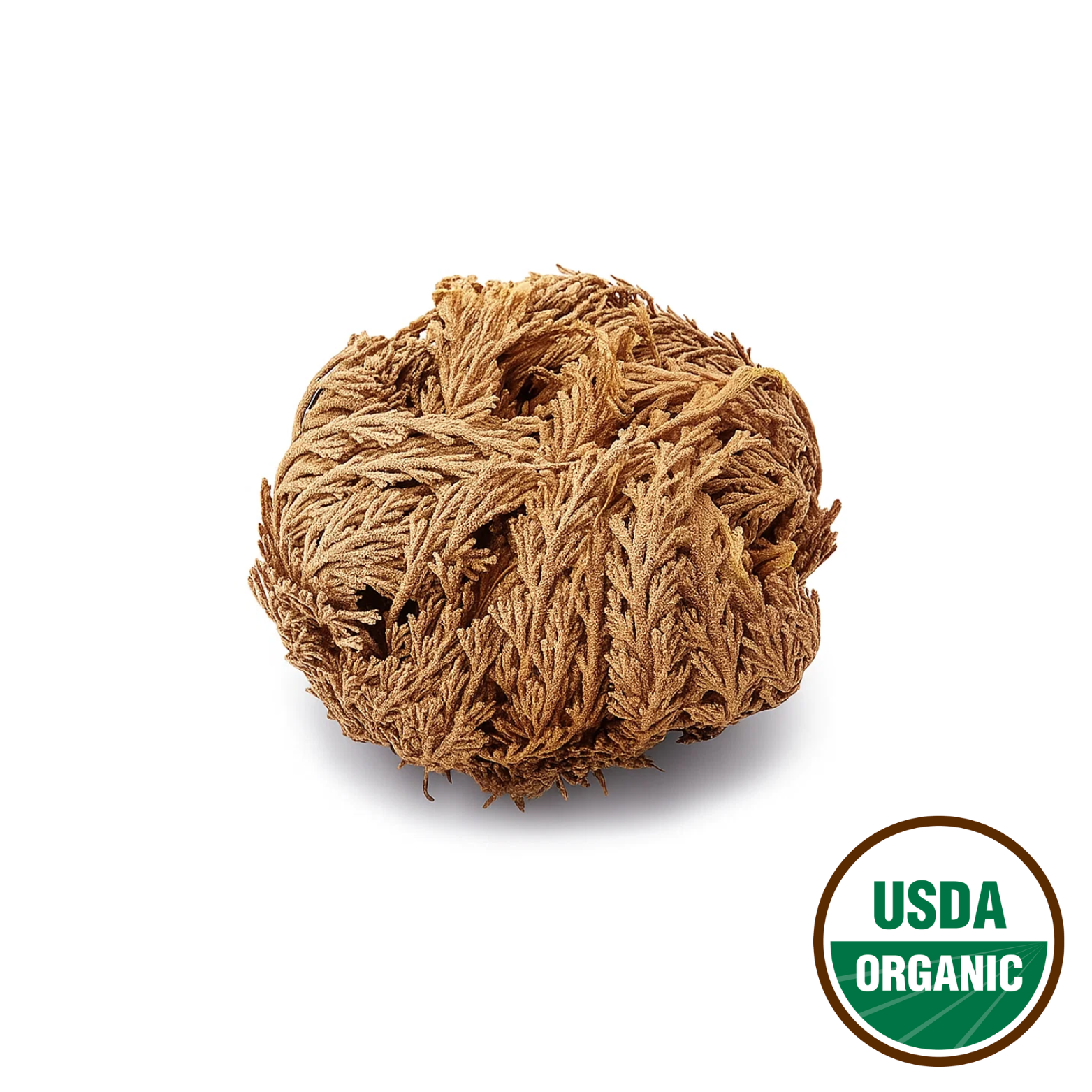 Rose of Jericho Plant (Resurrection Rose)
